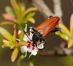 Lepturidea deplanchei
