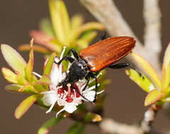 Lepturidea deplanchei