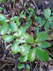 Cinnamomum cassia