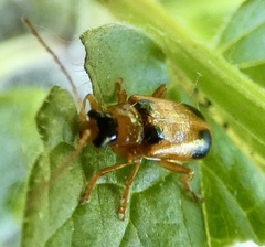 Phyllobrotica quadrimaculata