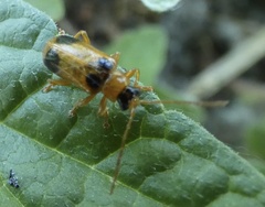 Phyllobrotica quadrimaculata