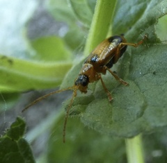 Phyllobrotica quadrimaculata