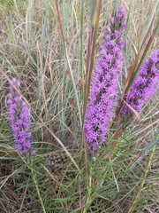 Liatris punctata mucronata