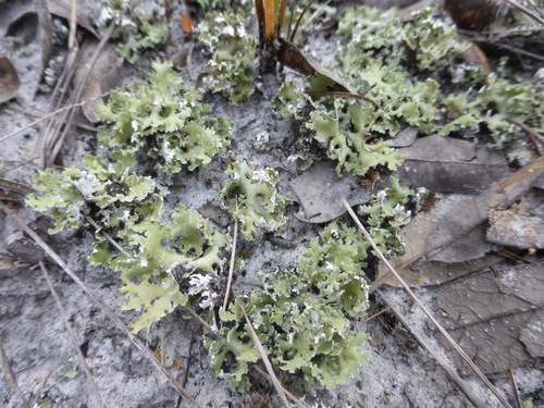 Dune Cup Lichen