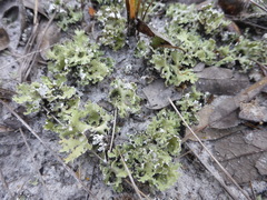 Cladonia prostrata
