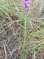 Liatris punctata mucronata