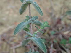 Hypericum tomentosum