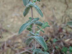 Hypericum tomentosum