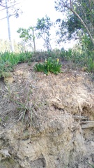 Glottiphyllum