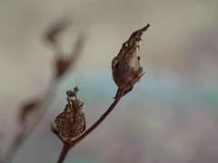 Hypericum tomentosum