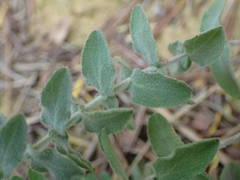 Hypericum tomentosum
