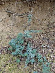 Hypericum tomentosum
