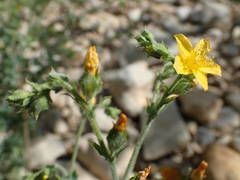 Hypericum tomentosum