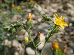 Hypericum tomentosum