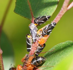 Eurymeloides bicincta