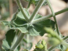 Hypericum tomentosum