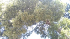 Afrocarpus falcatus