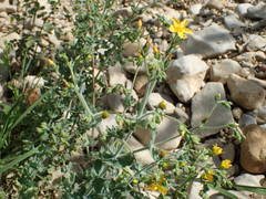 Hypericum tomentosum