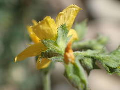 Hypericum tomentosum