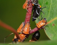 Eurymeloides bicincta