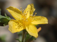 Hypericum tomentosum