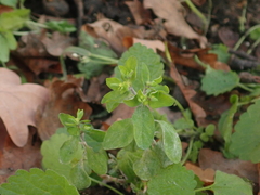 Podosphaera euphorbiae
