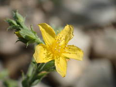 Hypericum tomentosum