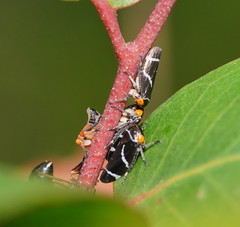 Eurymeloides bicincta