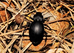 Carabus graecus