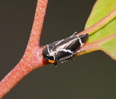 Eurymeloides bicincta