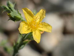 Hypericum tomentosum