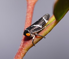 Eurymeloides bicincta