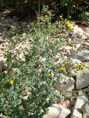 Hypericum tomentosum