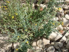 Hypericum tomentosum