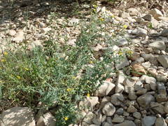 Hypericum tomentosum