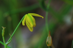 Albuca shawii