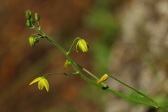 Albuca shawii