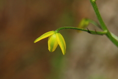 Albuca shawii