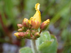 Hypericum elodes