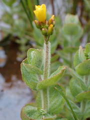 Hypericum elodes
