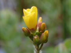 Hypericum elodes