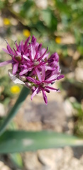 Allium aschersonianum