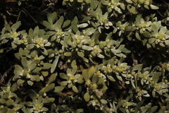 Thymelaea tartonraira