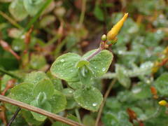 Hypericum elodes