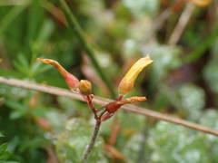 Hypericum elodes