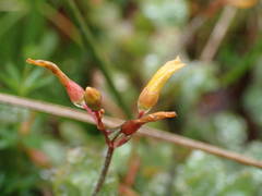 Hypericum elodes