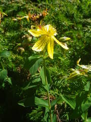 Hypericum richeri burseri