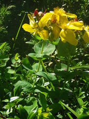 Hypericum richeri burseri