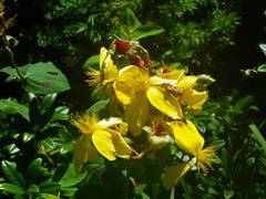 Hypericum richeri burseri
