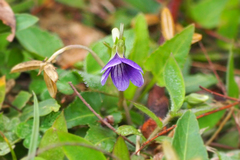 Viola inconspicua